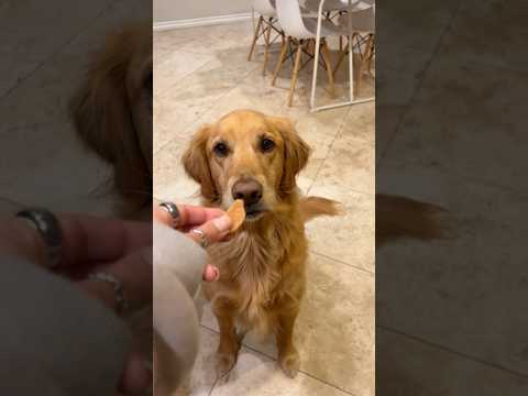 dog-tor coby to rescue🛟goldenpup puppy goldenpupppy dogbree… サムネイル