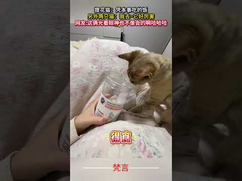 狸花貓：憑本事吃的飯 意外 有趣 搞笑 貓 萌寵 可愛 萬萬沒想到 cat amazing funny pets la… サムネイル
