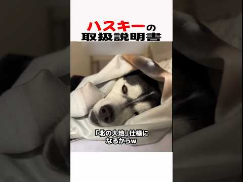 ハスキーの取扱説明書　ハスキー 大型犬のいる生活 大型犬のいる暮らし 犬好きさんと繋がりたい 元気お届け サムネイル