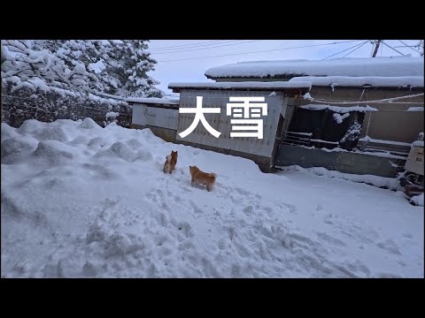 景色が変わるぐらい積もるとワァって思うのはみんな同じらしい サムネイル