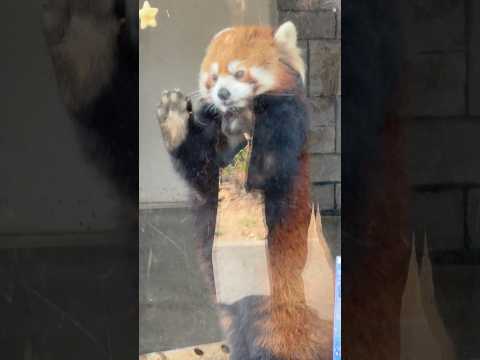 shorts ニーコちゃん　おやつタイム❣️ レッサーパンダ　浜松市動物園　2026年3月15日 サムネイル