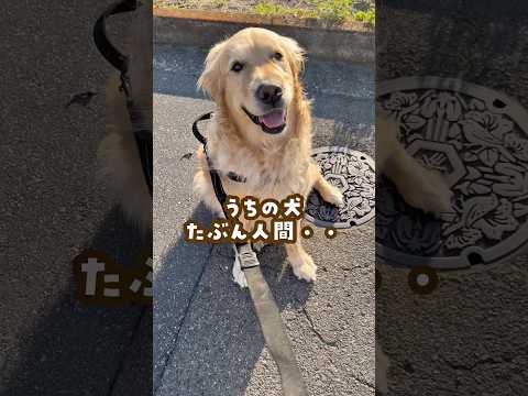 うちの犬たぶん人 ゴールデンレトリバー 大型犬のいる生活 goldenretreiver 大型犬と子供 サムネイル
