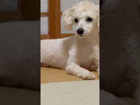 shorts 今日のタローちゃん　トイプードル　2026年3月31日 サムネイル