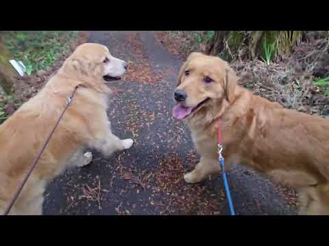 里山の田舎道から住宅地への通勤ルートで散歩するゴールデンレトリバー　2026年2月23日 サムネイル
