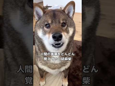 大っきくと小さくの違いを徐々に覚え始めてる胡麻柴 柴犬 胡麻柴 shorts