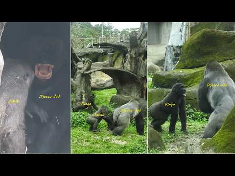 little gorilla Ringo做窩築巢/Jabali吃樹皮樹葉。打擾dad D'jeeco休息/Jabali… サムネイル