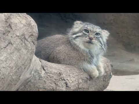 アズちゃんの横顔〜でも🤭　マヌルネコ　神戸どうぶつ王国にて　2025年12月29日 サムネイル