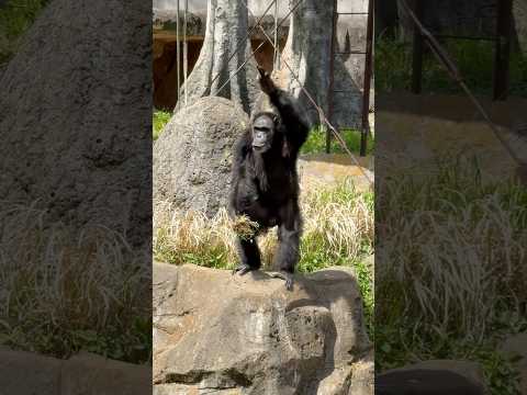 shorts 皆んなの期待に応えるヨ〜♪っとサンタくん　チンパンジー　千葉市動物公園にて　2026年4月19日 サムネイル