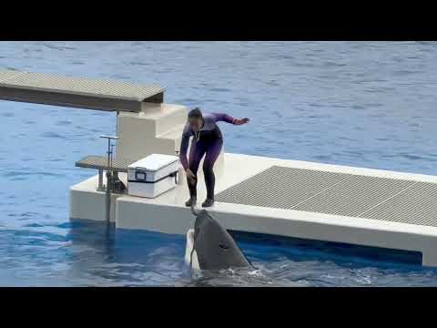 ステラさんと♪ 須磨シーワールドにて　2025年12月25日 サムネイル