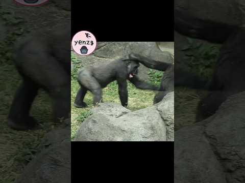 gorilla brothers fun playing😆 gorillatag taipeizoo 金剛猩猩 台北市… サムネイル