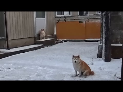 2025年12月30日(火) カイコクシテクダサーイ サムネイル