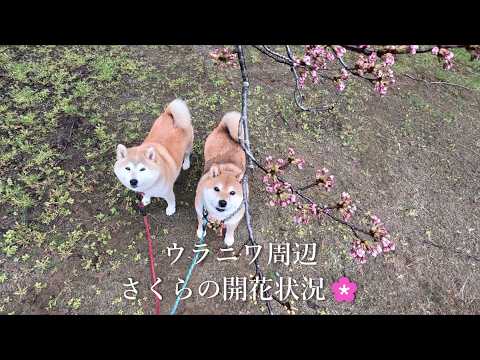 【咲き始め】ウラニワ🌸開花情報 サムネイル