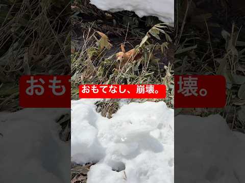 【放送事故】韓国のファンをもてなし中に、大型犬たちが泥沼へ次々ダイブ…おもてなし完全崩壊。 (한국팬 앞에서 대참사!… サムネイル