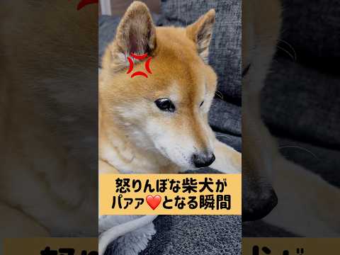 ギャップがすごいね。 柴犬 サムネイル