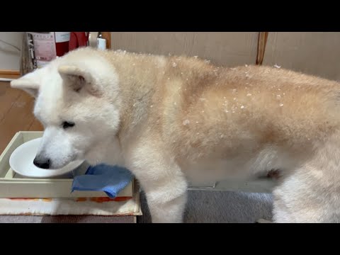 大雪が降りかかり砂糖たっぷりの揚げパンみたいになる可愛い柴犬と大喜びで暴れ狂うサモエド サムネイル