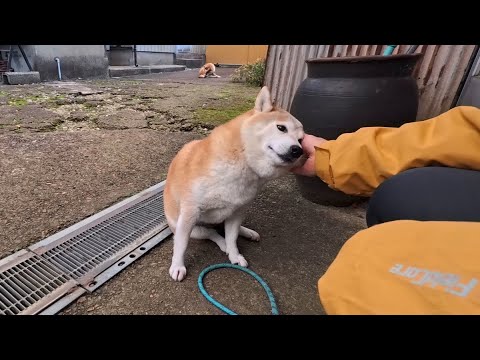 首輪外したらフリータイム サムネイル