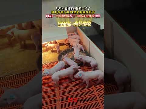 豬的智商遠比你想像的還要高很多 意外 萬萬沒想到 遊戲 動物 豬 有趣 amazing animals pig gam… サムネイル