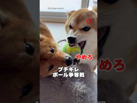絶対に譲らない‼️おもちゃの奪い合いする柴犬達　　　　　　　柴犬　　犬　犬のいる暮らし 柴犬のいる暮らし 面白い