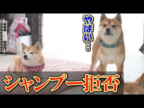 絶対嫌だ！シャンプーの準備を始めると、血相を変えて逃走する柴犬・・・ サムネイル