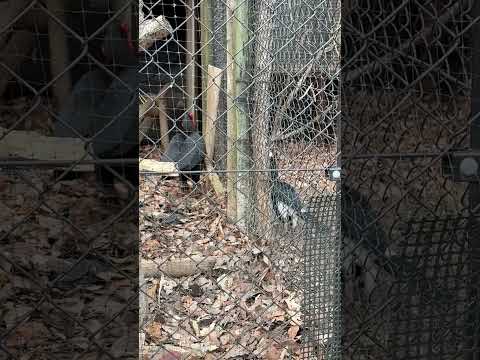 shorts ミナミジサイチョウvs.ギンガオサイチョウ　埼玉県こども動物自然公園にて　2026年3月6日 サムネイル