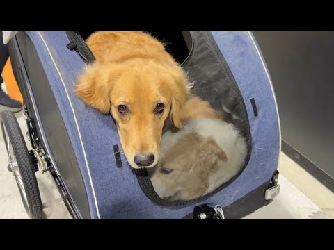 『可愛くないからイヤ』って撫でてもらえず泣きそうなゴールデンレトリバー...【ボーダーコリー】 サムネイル