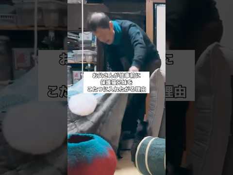 父は仕事に行く前、毎朝これをやってるらしい。ドリフか？ #保護猫 #猫 #shorts サムネイル