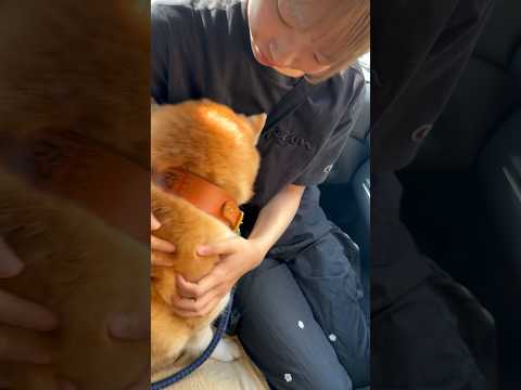 柴犬福 姉から脱走しようとする柴犬🤣Sister and Shiba🤣姉と柴 shorts japanesedog 柴… サムネイル