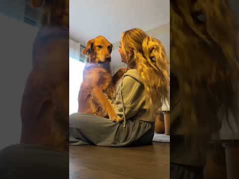 coming home to my golden retriever🥵 goldenretreiver dog ind… サムネイル