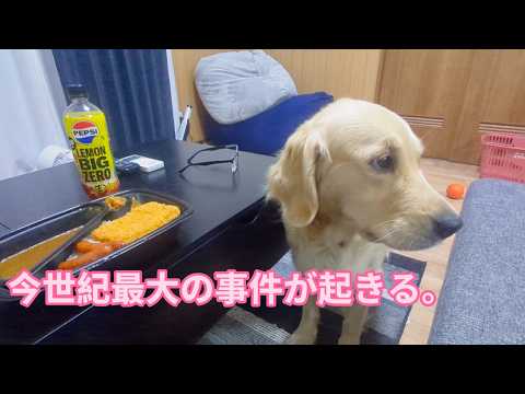 ふたたび宇都宮へ戻ると今世紀最大の事件が起きる。ゴールデンレトリバーティト サムネイル