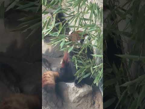 shorts 笹を食べるランマルくん　レッサーパンダ　浜松市動物園にて　2026年2月14日 サムネイル