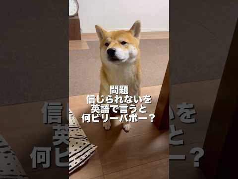 柴犬とん君、年始1発目の問題を解けるのか？？　柴犬　柴犬とん サムネイル
