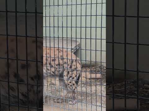 【静岡市立日本平動物園】テクテクお散歩！ブチハイエナ🐆　shorts サムネイル