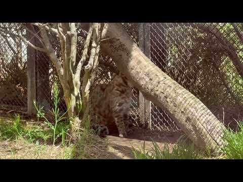 隣りのかりおくんが気になって！な アカツキくん🤭　ツシマヤマヤマネコ　那須どうぶつ王国にて　2026年4月24日
