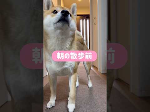 流暢な日本語で急かしまくる柴犬とん君　柴犬　柴犬とん サムネイル