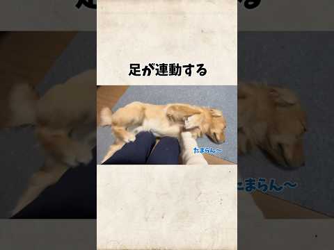 たまらん顔goldenretriever ゴールデンレトリバー サムネイル