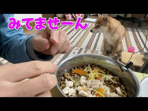 ご馳走は目を逸らして先回りお座りで待つ！柴犬小夏　ASMR サムネイル