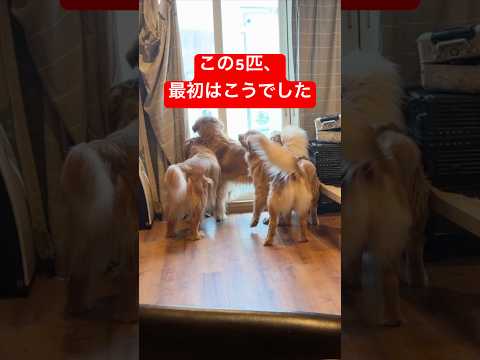 この5匹、最初はこうでした サムネイル