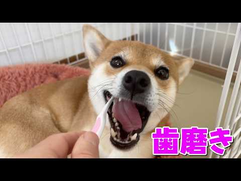 【あーん！】歯磨きは嫌いではない柴犬小夏　豚丼　ASMR サムネイル
