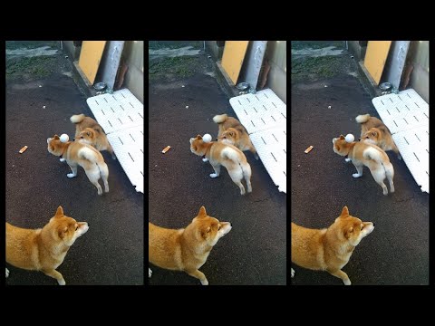 2026年2月15日(日) 蹴ったボールは誰の手に？！ サムネイル