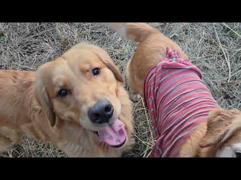 広い田んぼで自由に走るより魚肉ソーセージ１本が大切なビス。 サムネイル