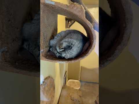 shorts 今日のロータスくん　マヌルネコ　埼玉県こども動物自然公園　2026年5月31日 サムネイル