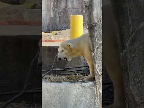 shorts 少し後ろに下がったか⁈ 10:23 頃のバフィンさん　   ホッキョクグマ　浜松市動物園にて　2026年… サムネイル