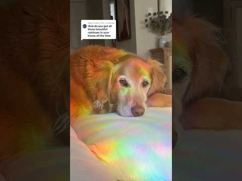 coming home to my golden retriever🥵 goldenretreiver dog ind… サムネイル