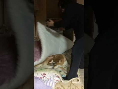 柴犬福 幼少期おばあさんに踏まれそうだった時の柴犬【懐かし動画】🤣Why here🤣shorts japanesedo… サムネイル