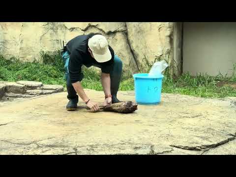 屠体給餌「ライオンのガブガブタイム」準備中〜　千葉市動物公園にて　2026年4月18日 サムネイル