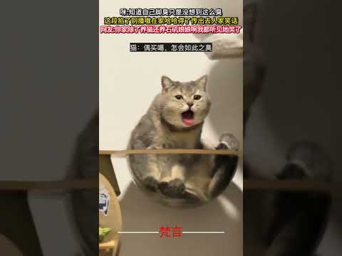 咪知道自己腳臭只是沒想到這麼臭 貓 意外 有趣 搞笑 萌寵 萬萬沒想到 cat pets amazing funny… サムネイル