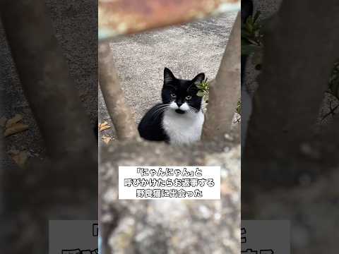 野良猫だったにゃーたんとトラが家族になるまでの物語。 野良猫 保護猫 子猫 shorts サムネイル