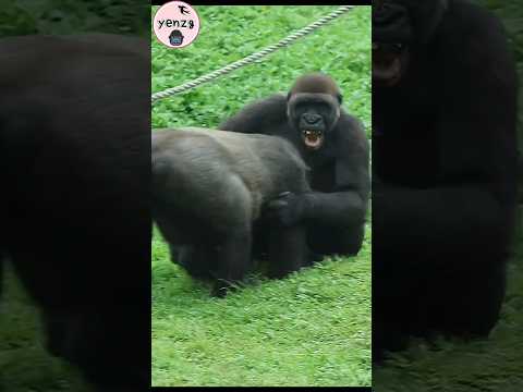 Jabali playing with Mom Tayari 🤣 gorilla taipeizoo 金剛猩猩 台北市…