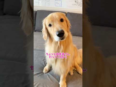 えびぃぃぃ！🍤 大型犬 ゴールデンレトリバー