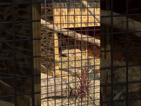 shorts ジウちゃん　スナネコ　ごかつら池どうぶつパークにて　2026年1月24日 サムネイル